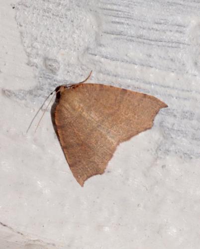 Toulgoetia cauteriata